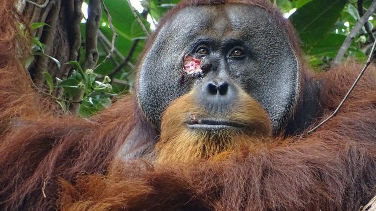 Orang-Utan mit Wunde unter dem Auge (Foto: Armas)
